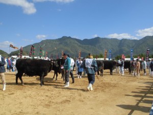 2015年10月25日(日)　第97回　兵庫県畜産共進会　出品された牛の審査