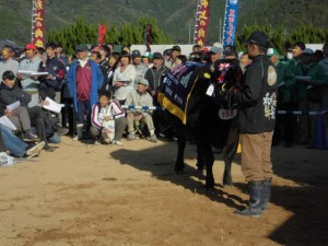 2015年10月25日(日)　第97回　兵庫県畜産共進会　肉牛の部・名誉賞のせり