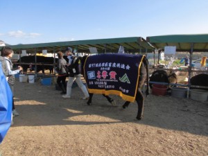2015年10月25日(日)　第97回　兵庫県畜産共進会　肉牛の部・名誉賞受賞牛