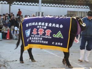 2016年10月30日(日)　第98回　兵庫県畜産共進会 （淡路家畜市場）　肉牛の部　名誉賞受賞牛