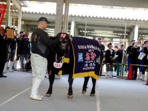 2023年10月26日(木)　第105回　兵庫県畜産共進会 （但馬家畜市場）　肉牛の部（去勢） 名誉賞のせり