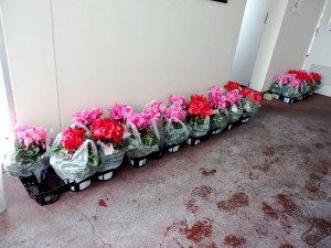 2025年12月5日(金)　黒田庄和牛婦人部枝肉共励会　セリ場前　購買者への記念品の花（シクラメン）